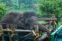 بھارت: چھ افراد کو قتل کرنے والے چاولوں کے شوقین ہاتھی کو پکڑ لیا گیا